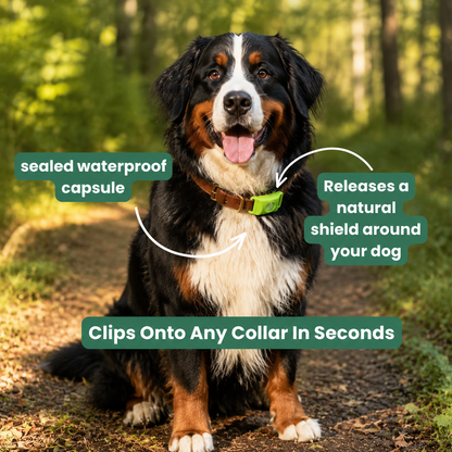 Terraz™ Flea & Tick Tag for Dogs (12-Month)